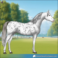 Horse Color:Blue Roan Appaloosa 