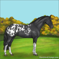 Horse Color:Blue Roan Appaloosa 