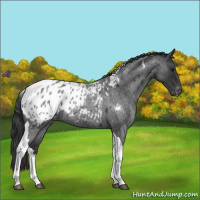 Horse Color:Blue Roan Tobiano Appaloosa