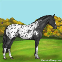 Horse Color:Blue Roan Appaloosa
