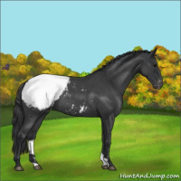 Horse Color:Blue Roan Snowcap 