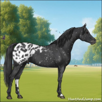 Horse Color:Blue Roan Appaloosa