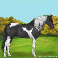 Horse Color:Black Tobiano 