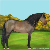 Horse Color:Brown Dun 