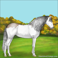 Horse Color:Gray Bay Dun Splash