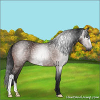 Horse Color:Gray Bay 