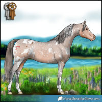 Horse Color:White Spotted Bay Appaloosa Rabicano 
