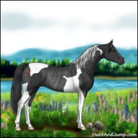 Horse Color:Black Tobiano Rabicano