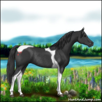 Horse Color:Black Tobiano Rabicano 