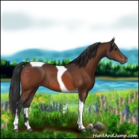 Horse Color:Brown Tobiano Varnish Rabicano 