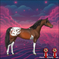 Horse Color:Bay Tobiano Appaloosa 