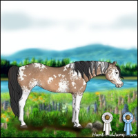 Horse Color:White Spotted Brown Dun 
