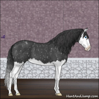 Horse Color:Blue Roan Splash Appaloosa 