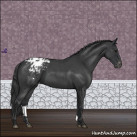 Horse Color:Blue Roan Appaloosa 