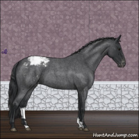 Horse Color:Blue Roan Appaloosa 
