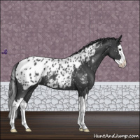 Horse Color:Blue Roan Splash Appaloosa