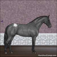 Horse Color:Blue Roan Appaloosa 