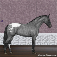 Horse Color:Blue Roan Appaloosa 