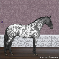 Horse Color:Blue Roan Near Leopard