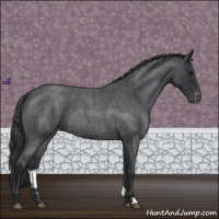 Horse Color:Blue Roan Appaloosa 