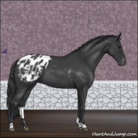 Horse Color:Blue Roan Appaloosa 