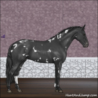 Horse Color:White Spotted Blue Roan Appaloosa 