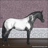 Horse Color:Blue Roan Appaloosa 