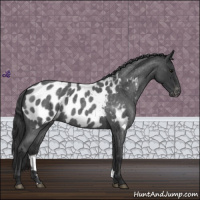 Horse Color:Blue Roan Appaloosa 