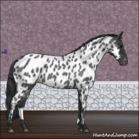 Horse Color:Blue Roan Near Leopard 