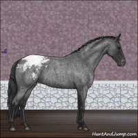Horse Color:Blue Roan Appaloosa 