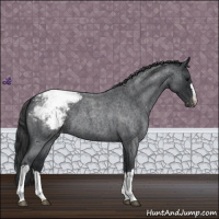 Horse Color:Blue Roan Appaloosa 