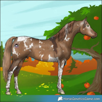 Horse Color:Gray White Spotted Liver Red Dun Tobiano 