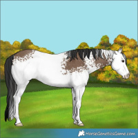 Horse Color:White Spotted Liver Red Dun Rabicano 