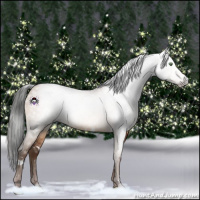 Horse Color:Gray White Spotted Amber Champagne Dun 