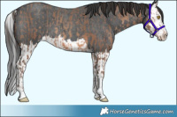 Horse Color:Sable Champagne Sabino Rabicano  and Blue Roan Splash 