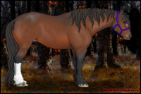 Horse Color:Bay Appaloosa 