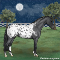 Horse Color:Blue Roan Appaloosa 