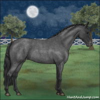 Horse Color:Blue Roan Appaloosa 