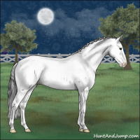 Horse Color:Blue Roan Splash Appaloosa 