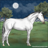 Horse Color:White Spotted Blue Roan Splash Appaloosa 