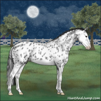 Horse Color:Blue Roan Splash Near Leopard 