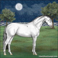 Horse Color:White Spotted Blue Roan Splash Frame Appaloosa 