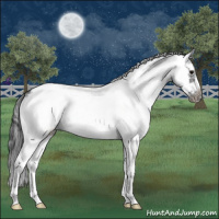 Horse Color:White Spotted Blue Roan Splash Frame Appaloosa