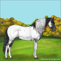 Horse Color:Blue Roan Tobiano Appaloosa