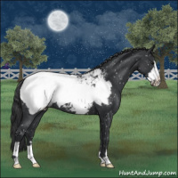 Horse Color:Blue Roan Frame Appaloosa 