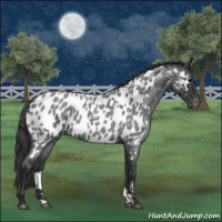 Horse Color:Blue Roan Near Leopard 
