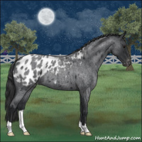 Horse Color:Blue Roan Appaloosa 
