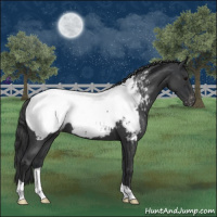 Horse Color:Blue Roan Appaloosa