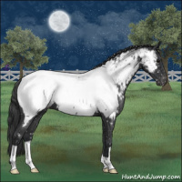 Horse Color:Blue Roan Appaloosa 