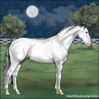 Horse Color:Blue Roan Splash Tobiano Appaloosa 